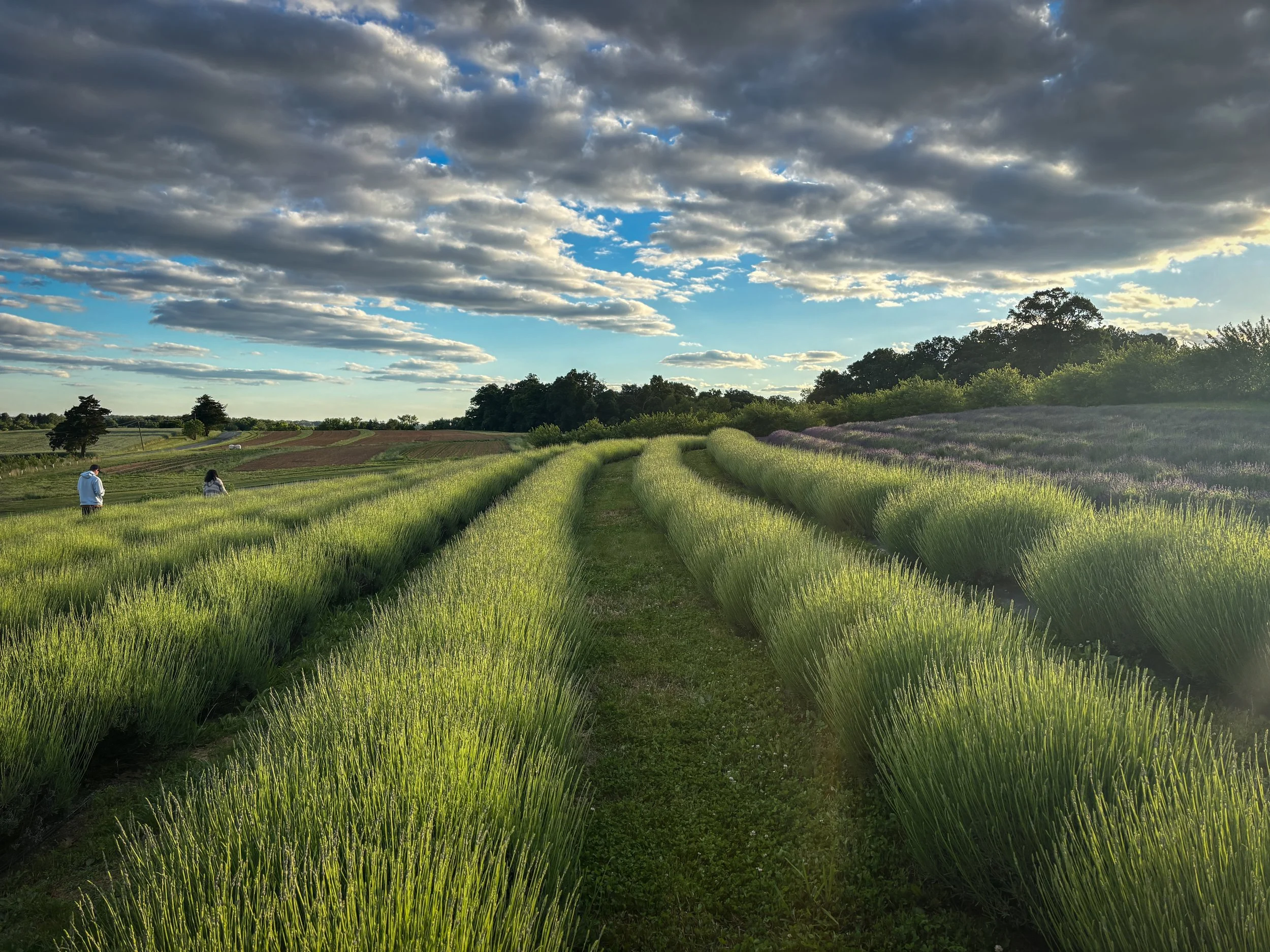 Lavender_2026-2.JPG