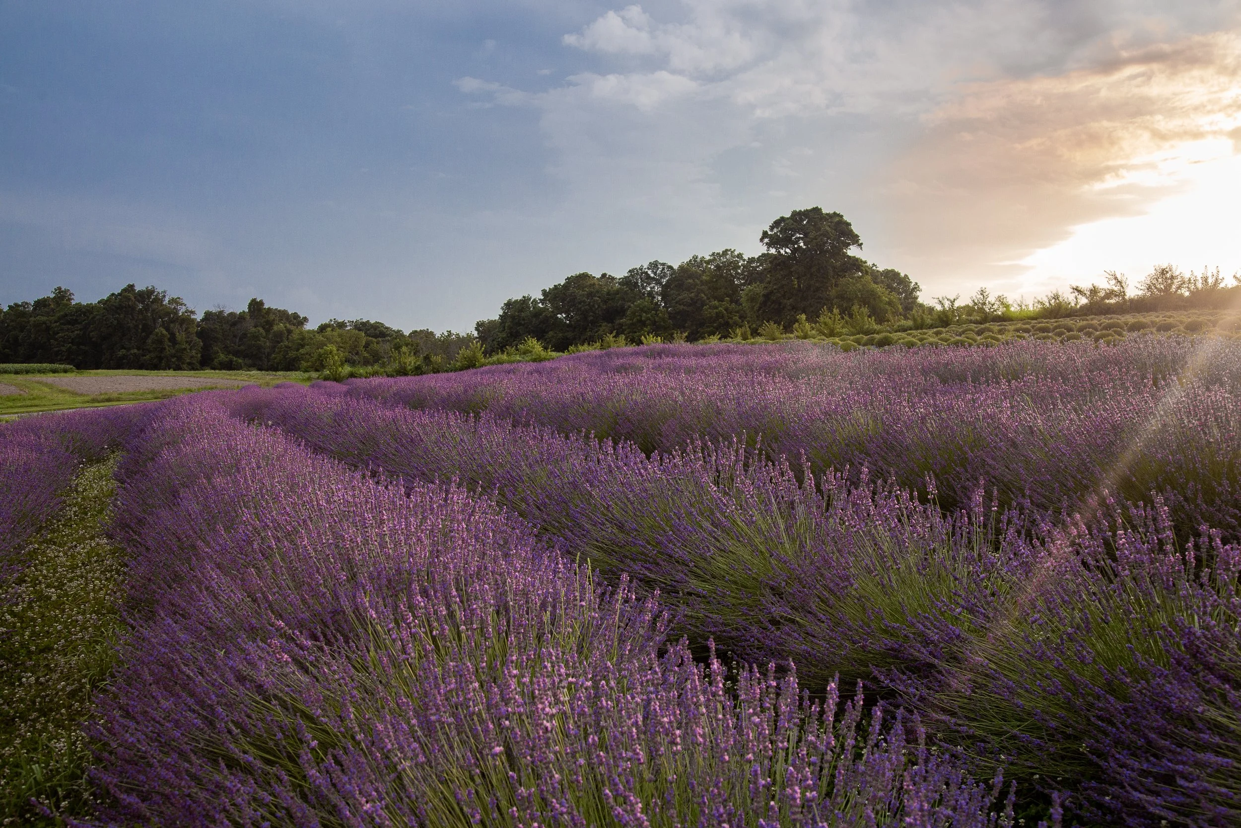 June 11 Sunset Yoga  with Marcy Kelly