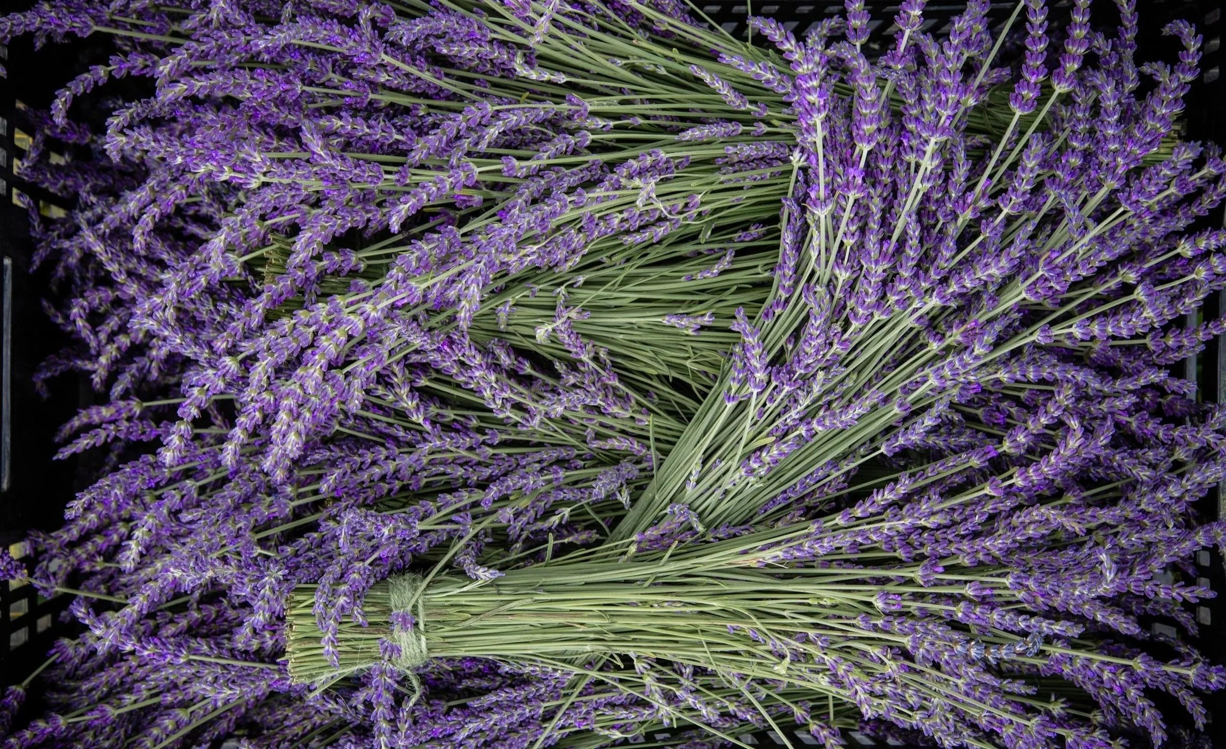 Norman_19_06_Lav+Harvest_078.jpg
