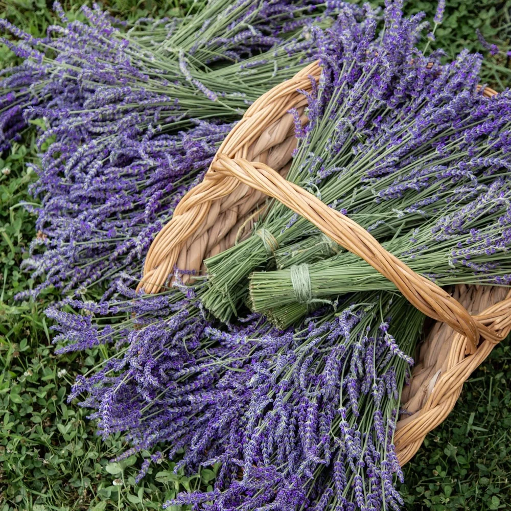 Organic Dried Lavender Bunches  Star Bright Farm