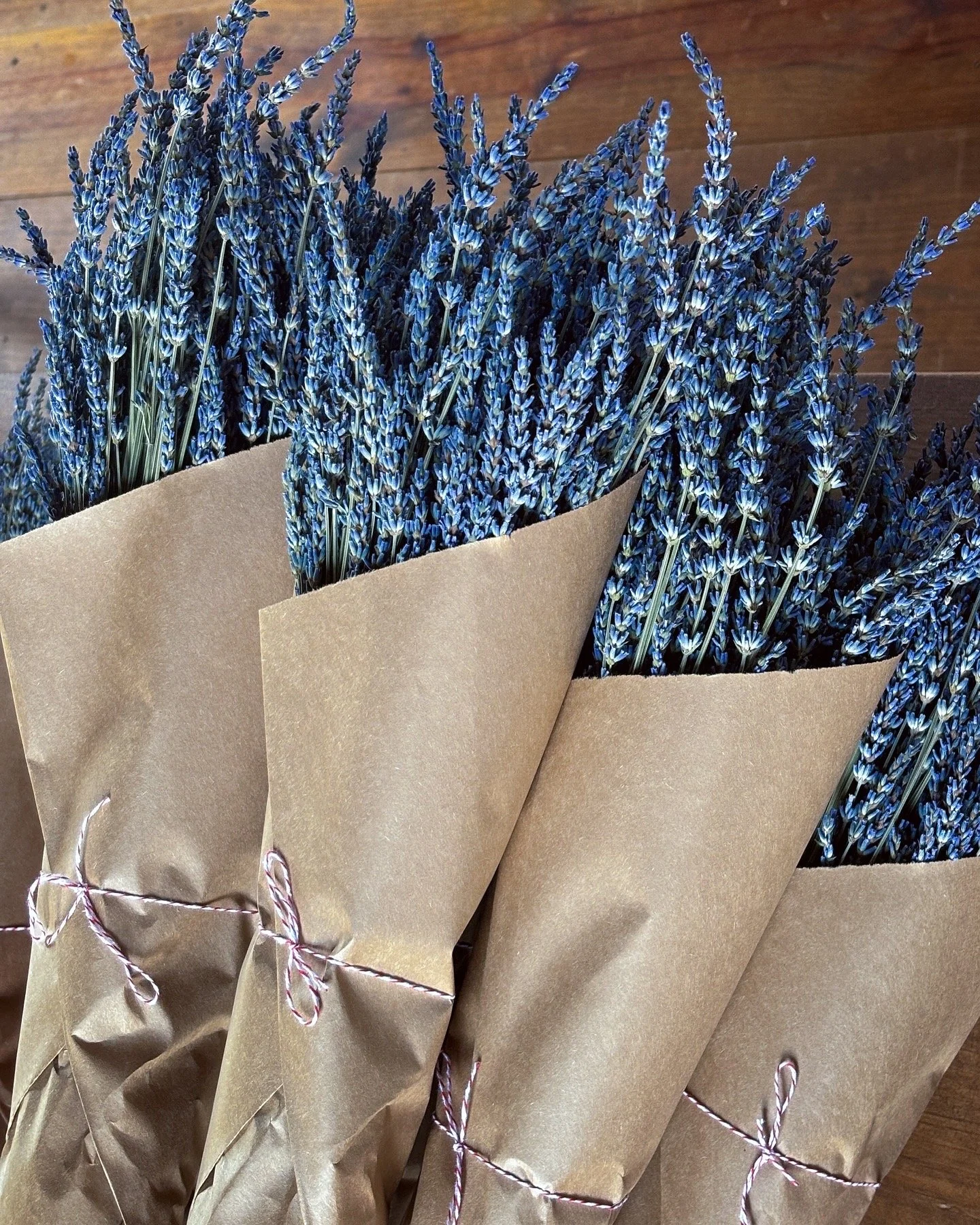 Lavender Bunch Lavandin_1.JPG