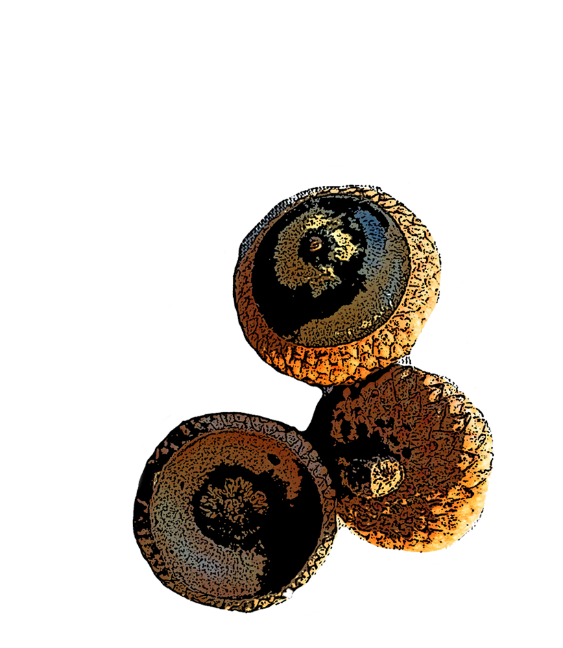 nuts.png