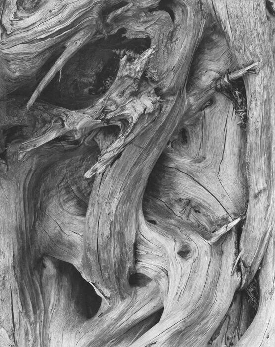 Paul Strand, Driftwood, Maine, 1928.
