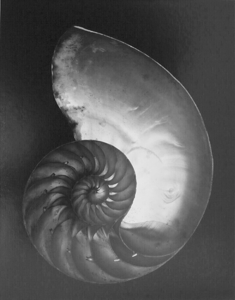 Edward Weston, Shell (2S), 1927.