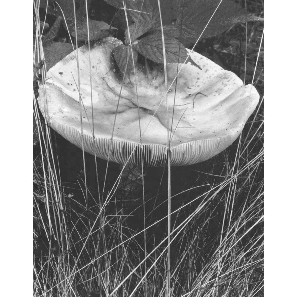 Paul Strand, Toadstool &amp; Grasses, George Town, Maine, 1928.
