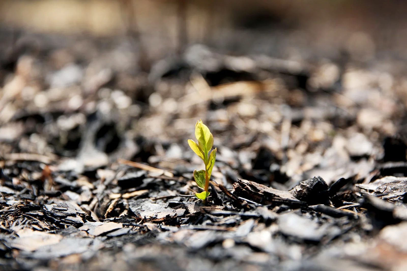 Rising from the Ashes.JPG