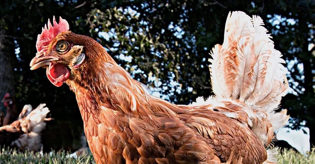 Vital Farms - Born to Run