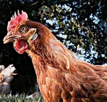 Vital Farms - Born to Run