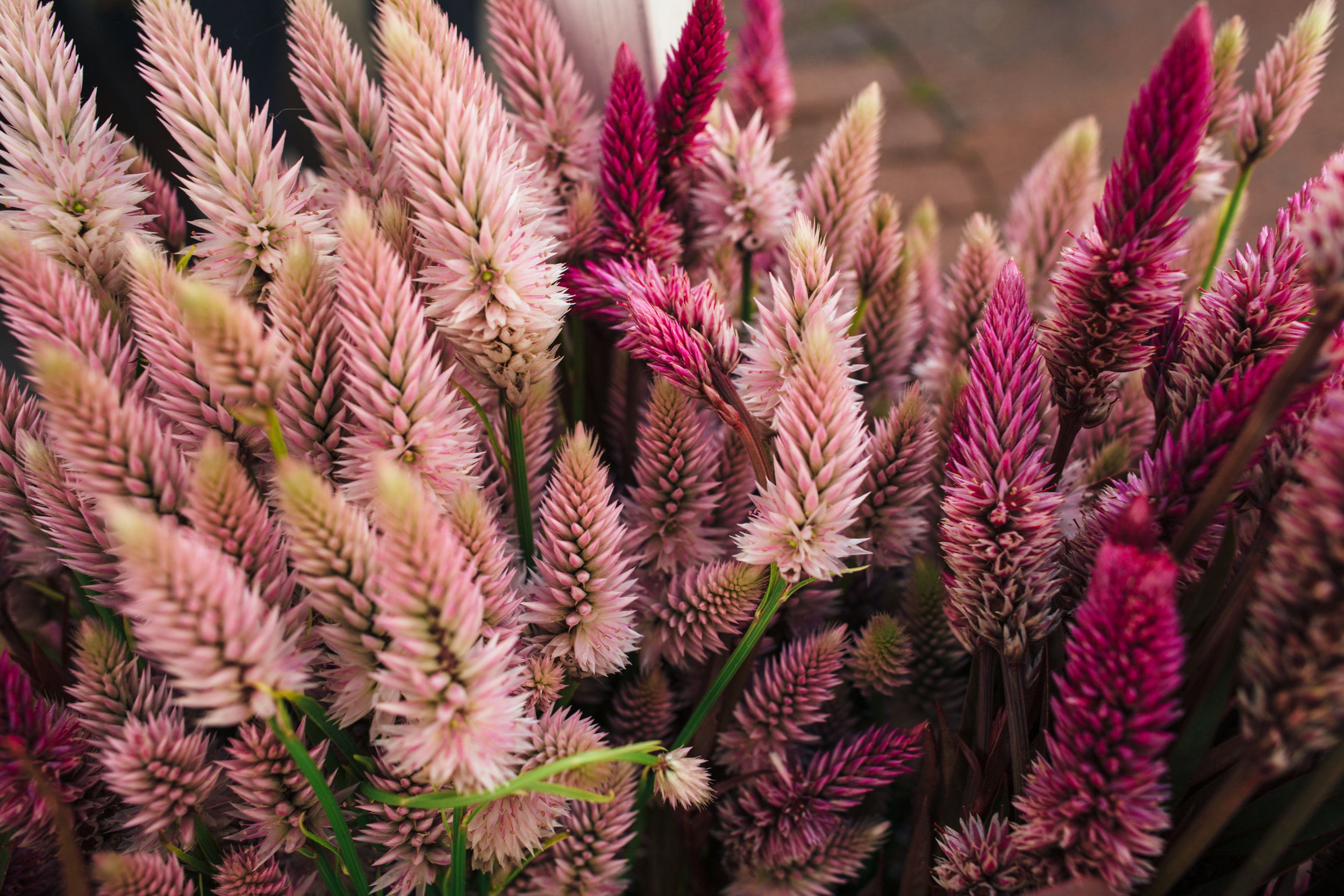 Summer Market Series - July 5