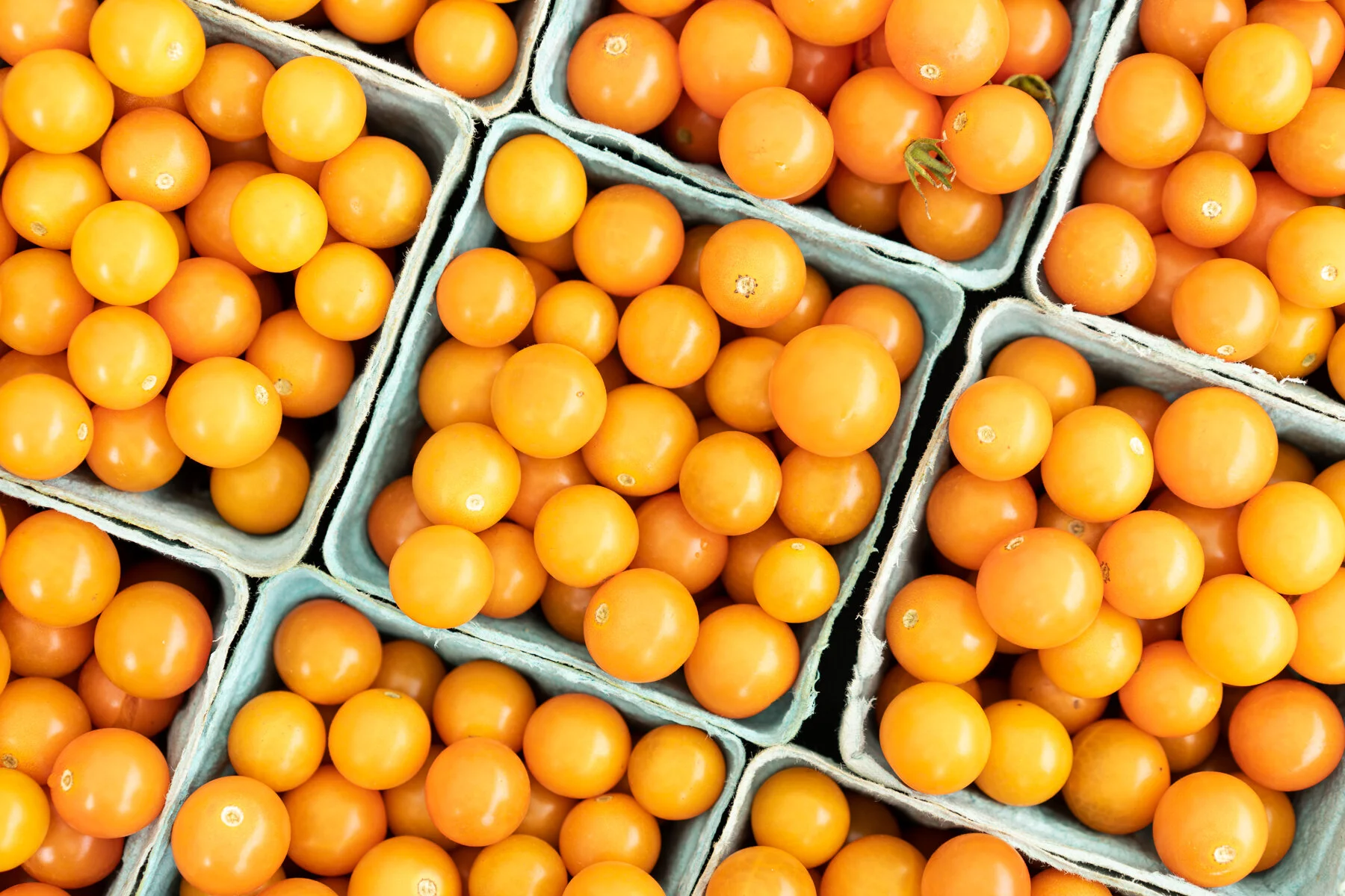 CherryGroveOrganic_SungoldTomatoes_August13_2020.jpg