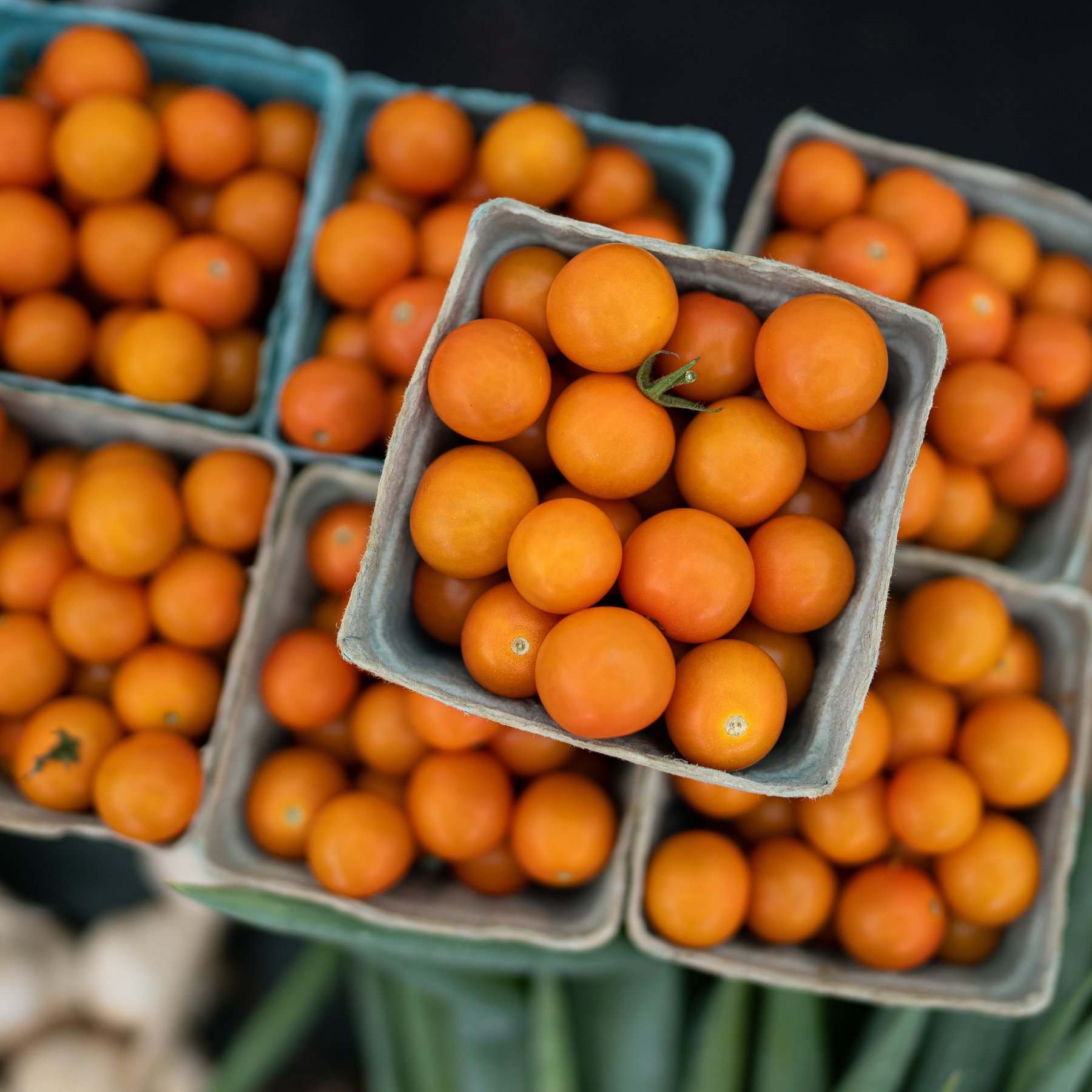 Cherry Grove Sungold Tomatoes - 1.jpg