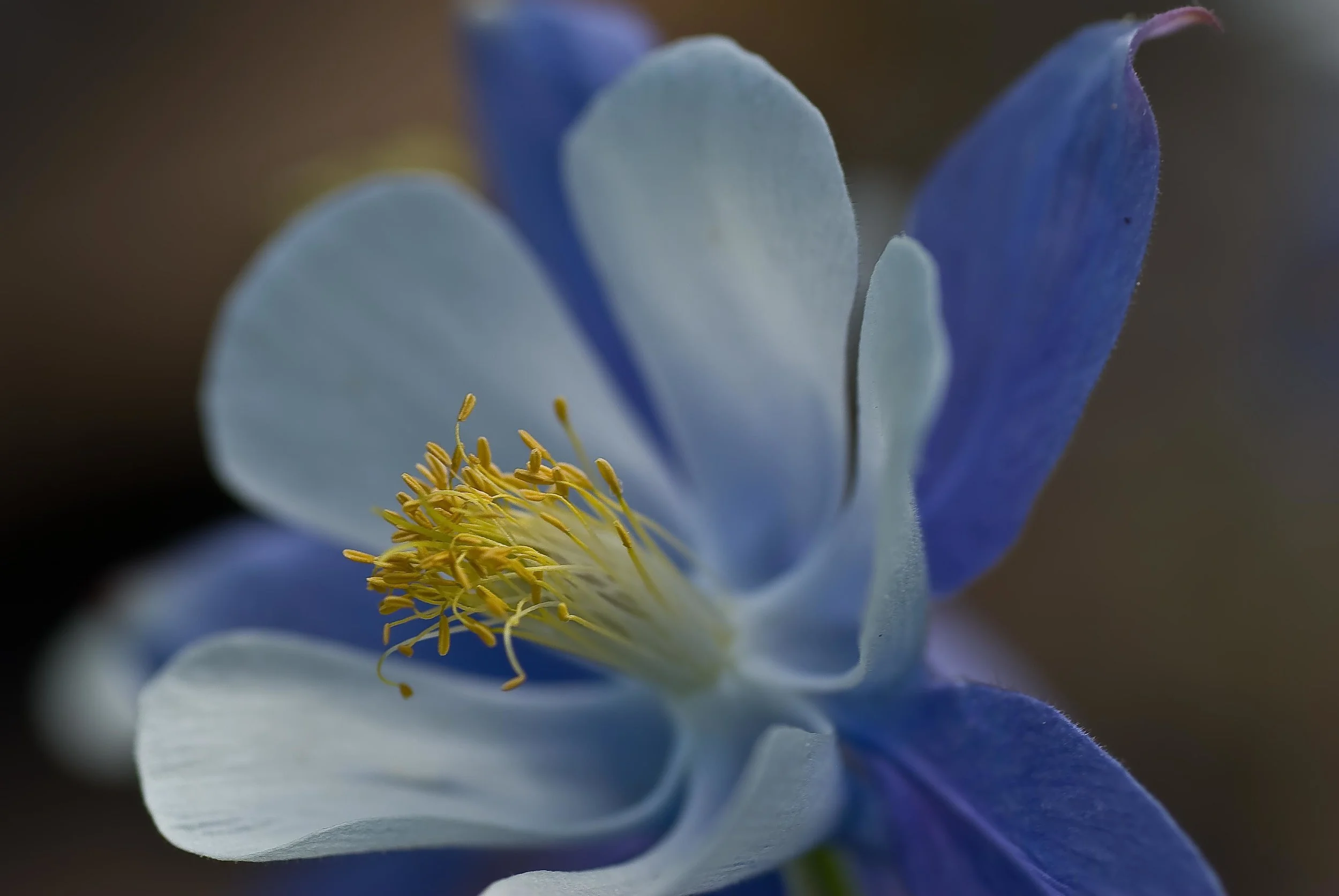 Columbine #4
