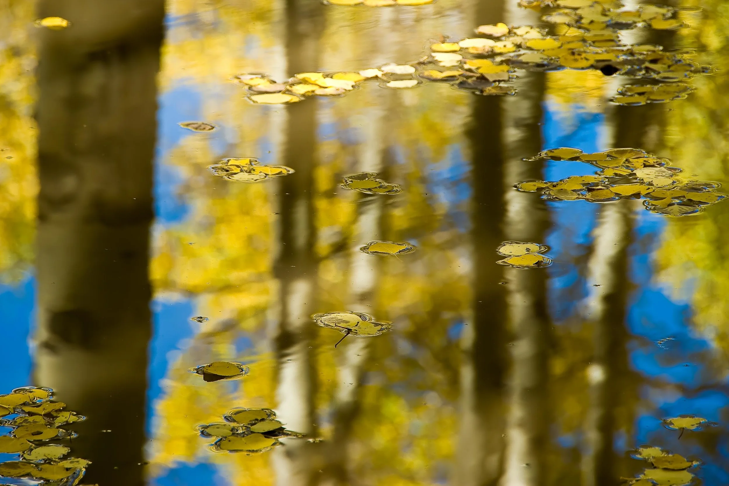 Aspen Reflection
