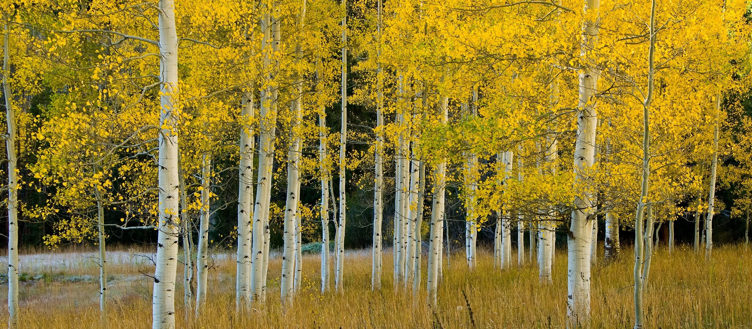 Aspen Meadow(P)