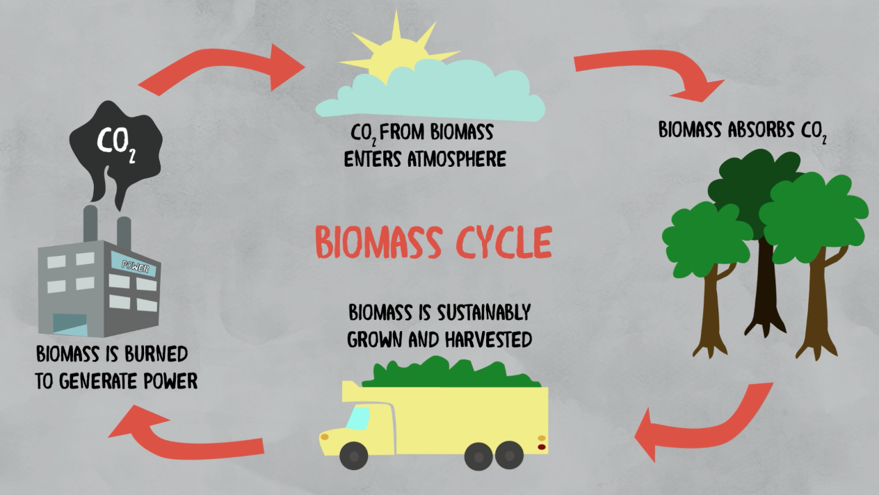biomass cycle.png