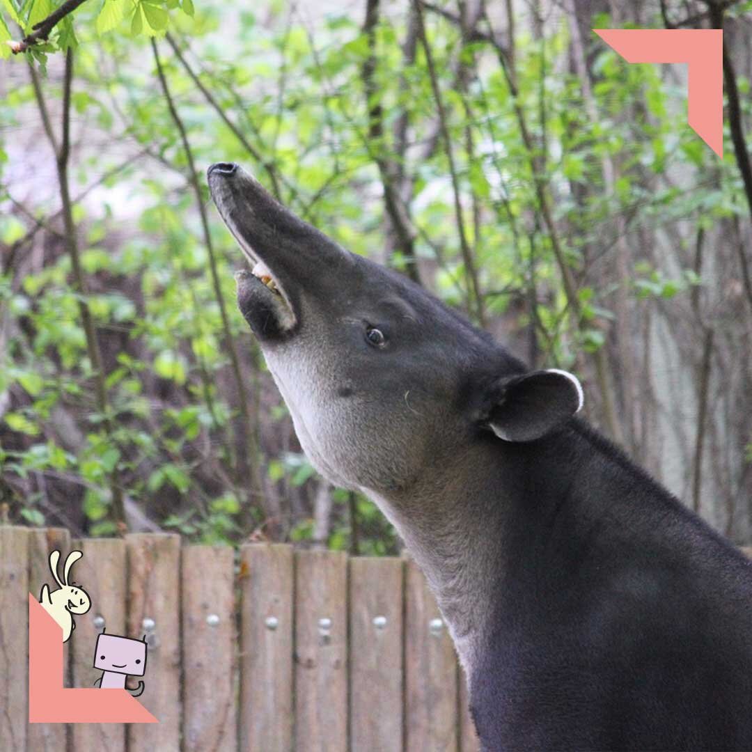 BrazilianTapirPointysnoot_final.jpg