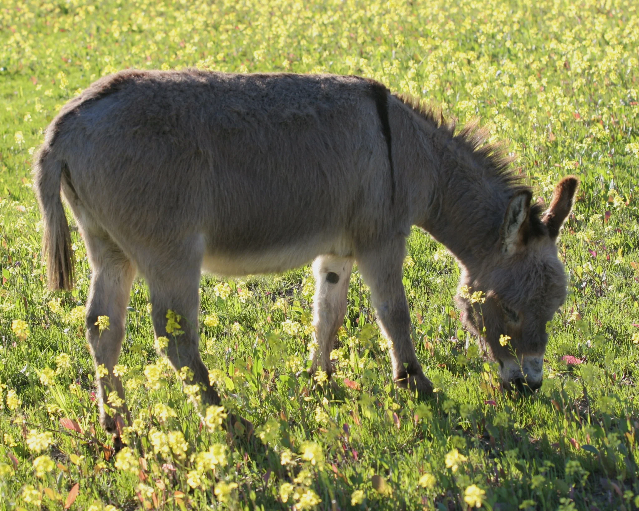 Squonky the Mini-Donkey