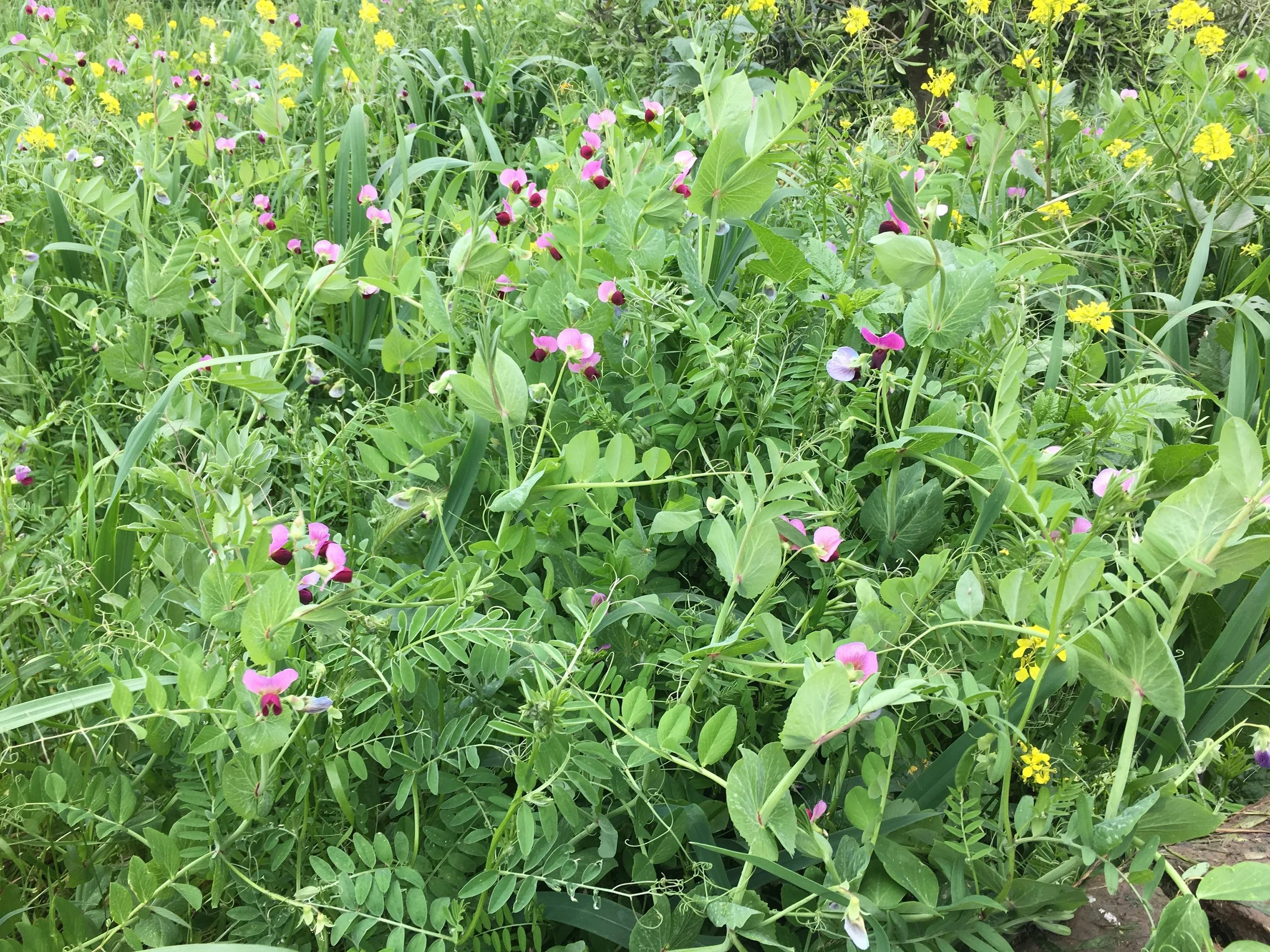Winter - Sweet Peas Cover Crop