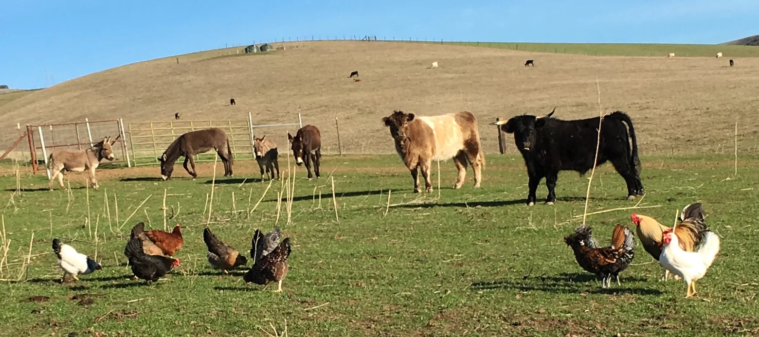 Summer Day at the Ranch