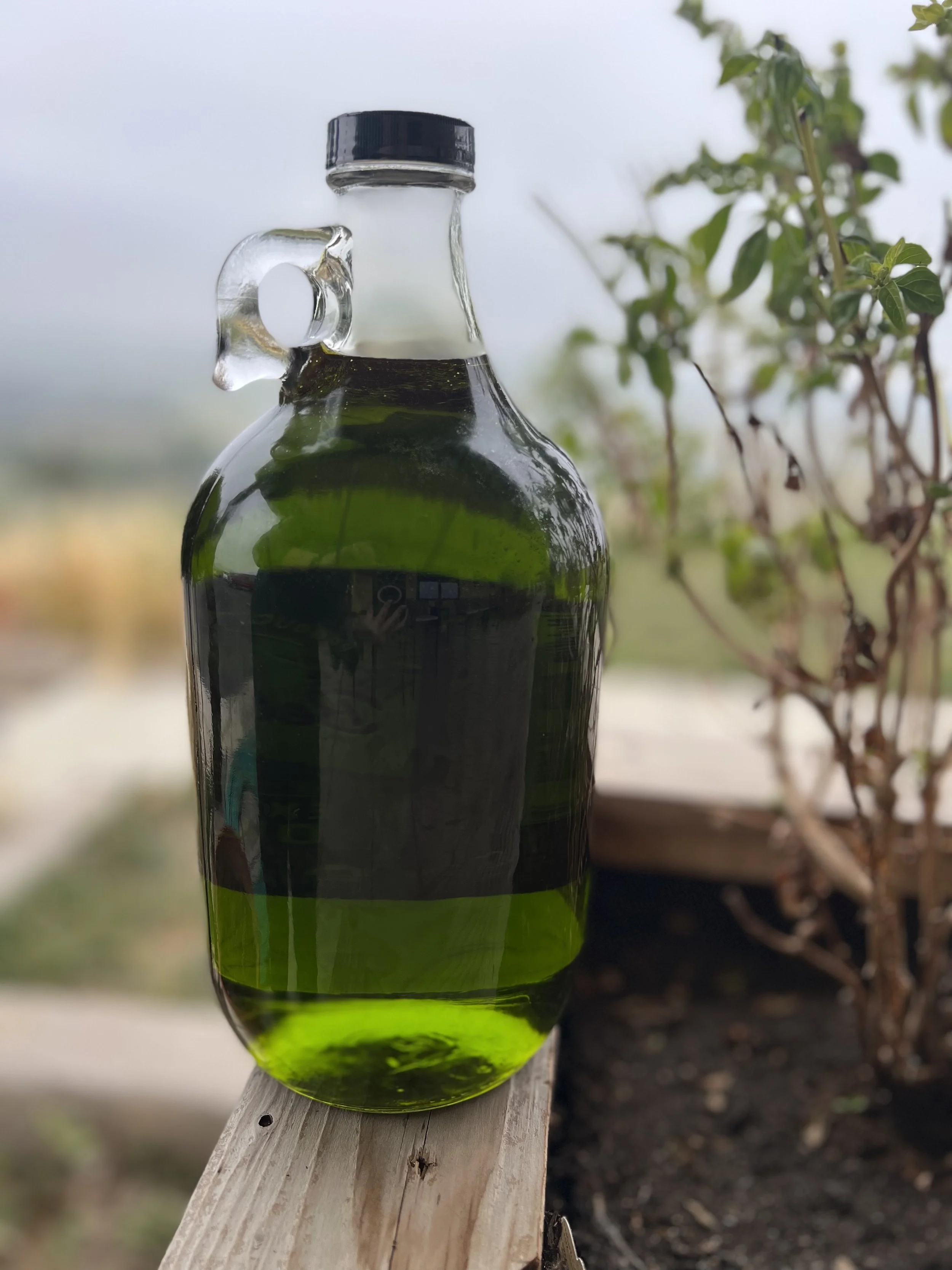 Organic OLIO NUOVO 2025 Limited Release — Bella Vista Organic