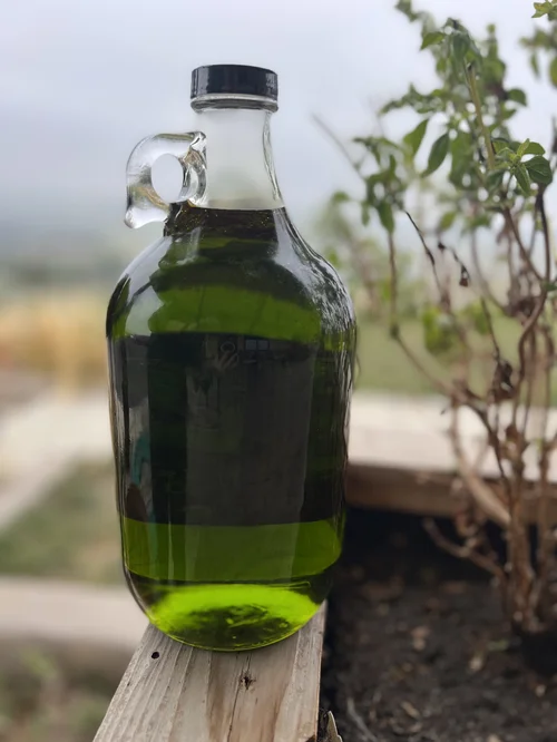 Organic OLIO NUOVO 2025 Limited Release — Bella Vista Organic