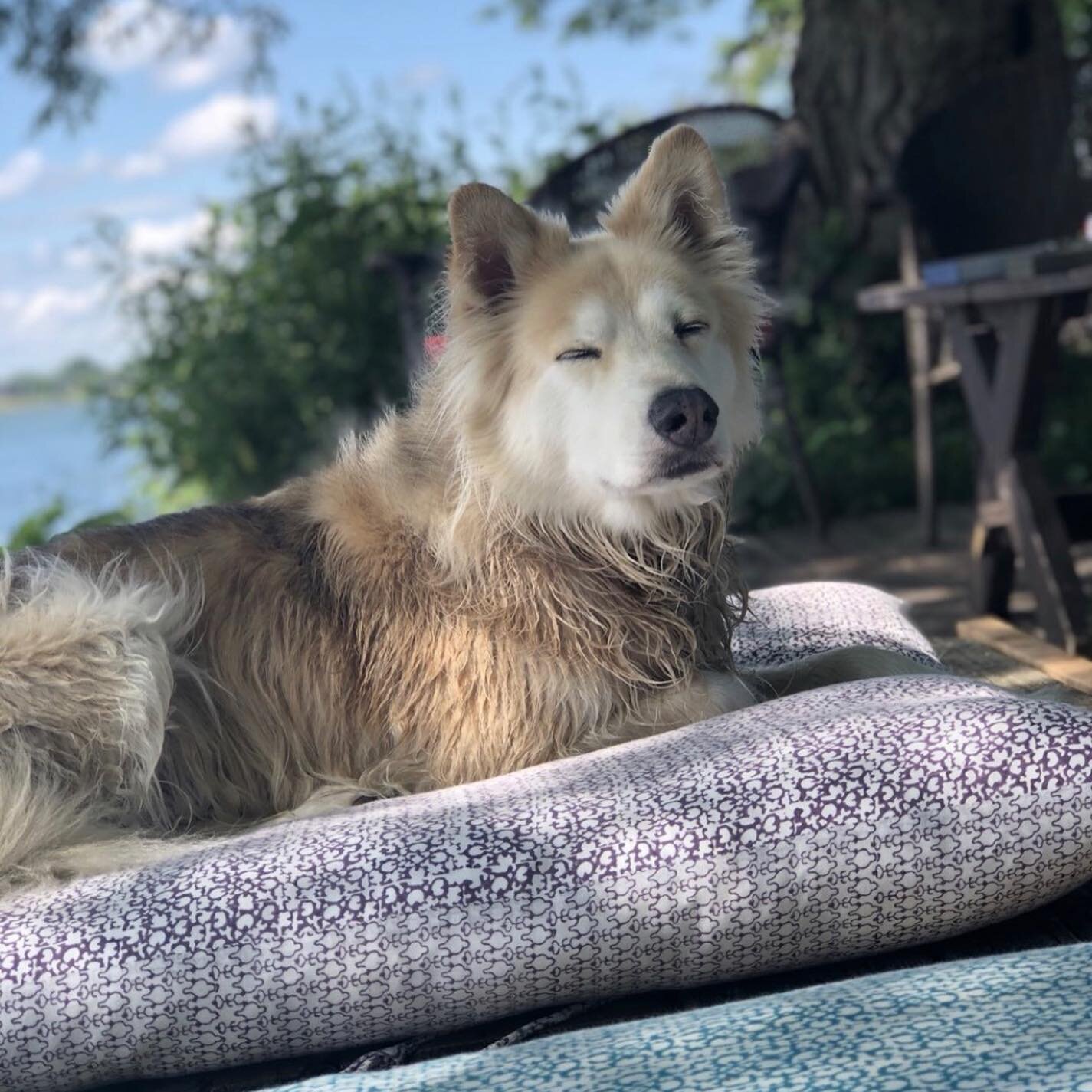 While we have been calling these DOCK beds.....seems others would beg to differ!! 

#summeriscoming #adoptdontshop #handblockprint #cotton #linen #madeintoronto #cottagestyle #rescuedogsofinstagram