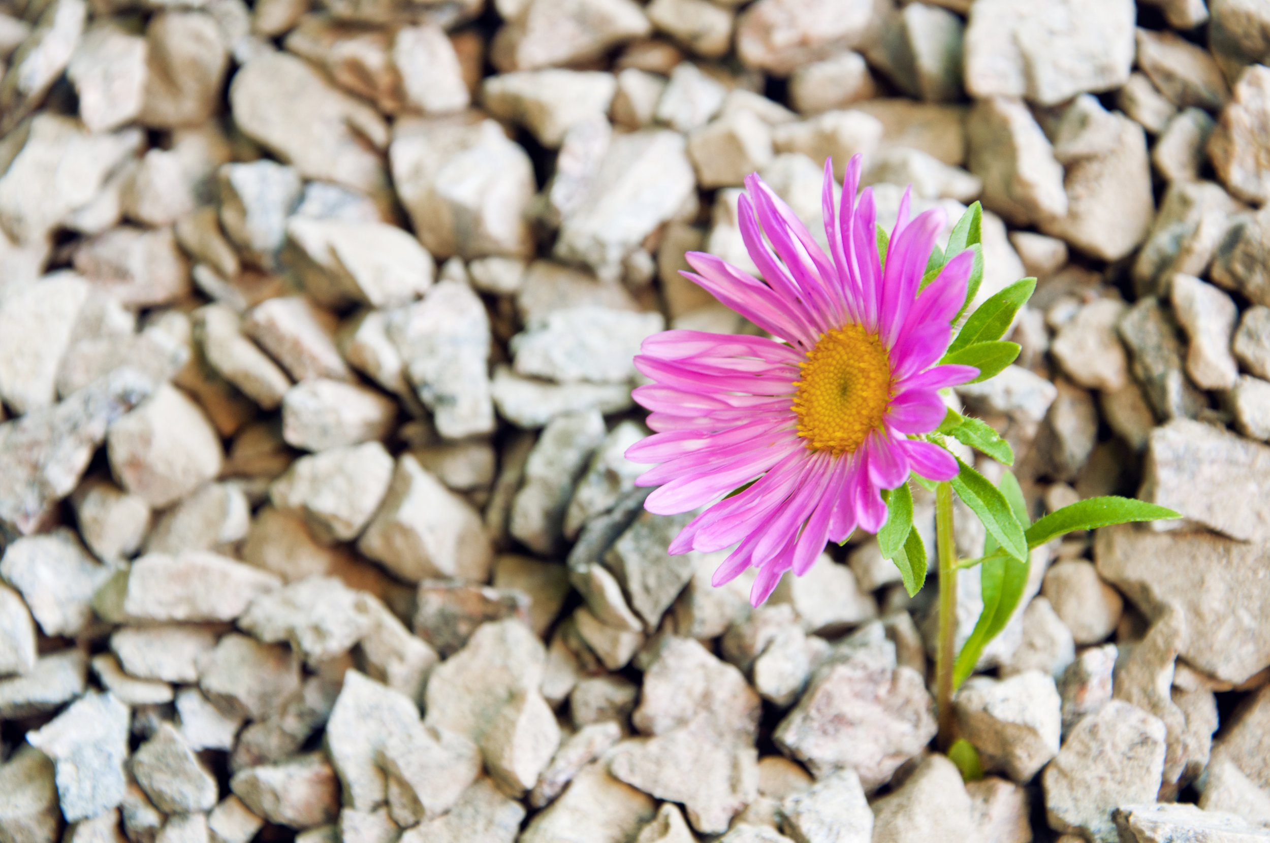 AdobeStock_120416858.jpeg