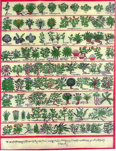 Herbal Consultation Treatment