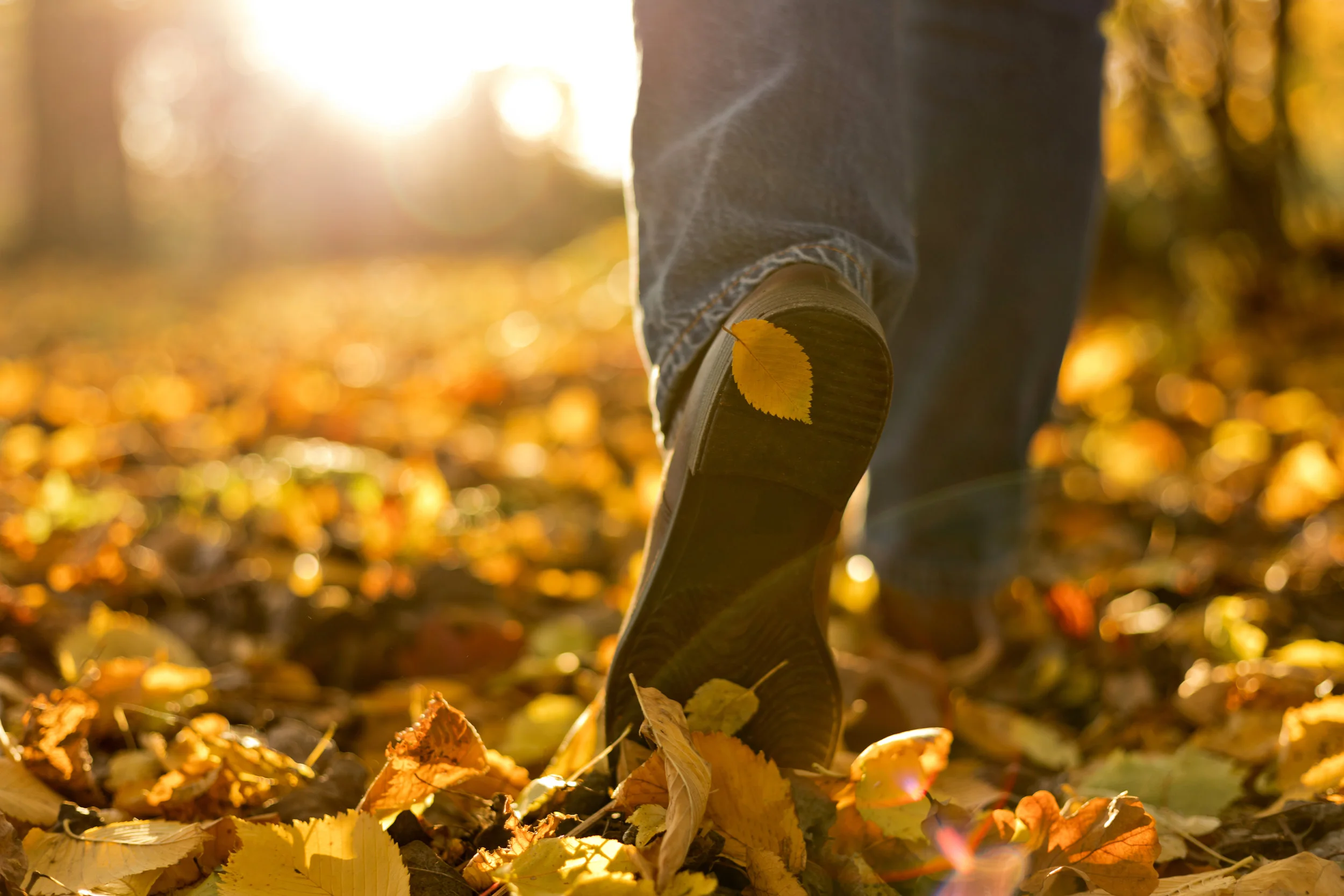 Let Go ... the Power of Fall 