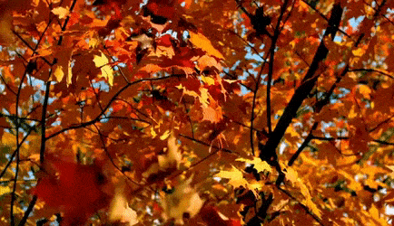 FALL Audio + 3 Handouts 