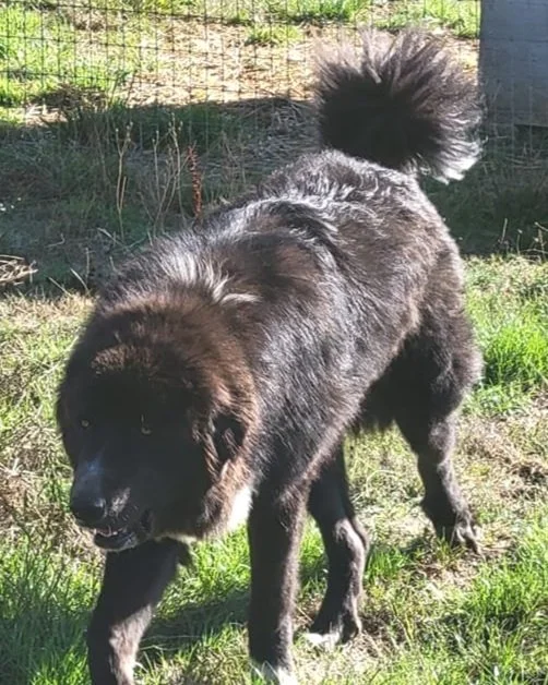 Colorado Mountain Dog Studs — Colorado Mountain Dogs