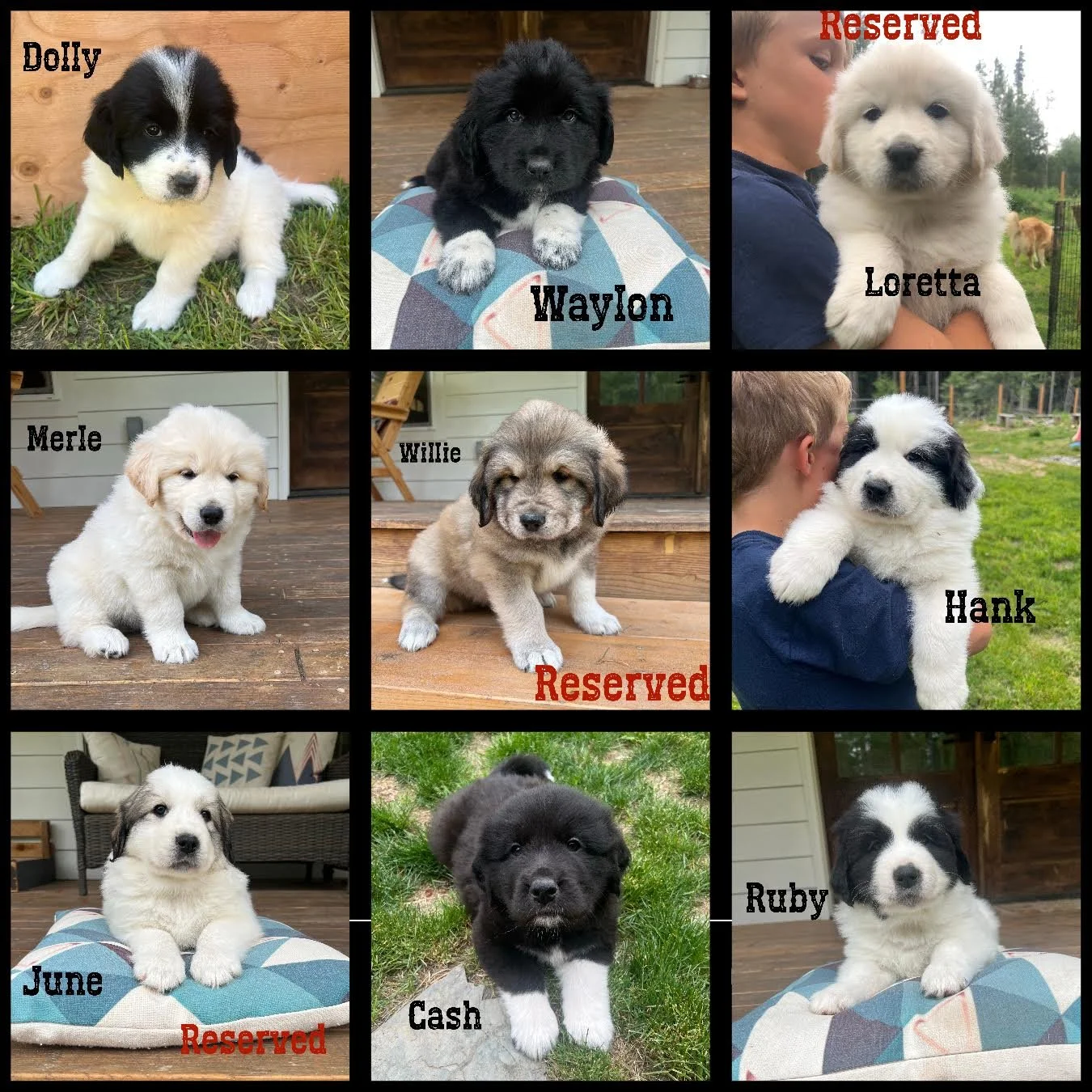 Available Pups — Colorado Mountain Dogs