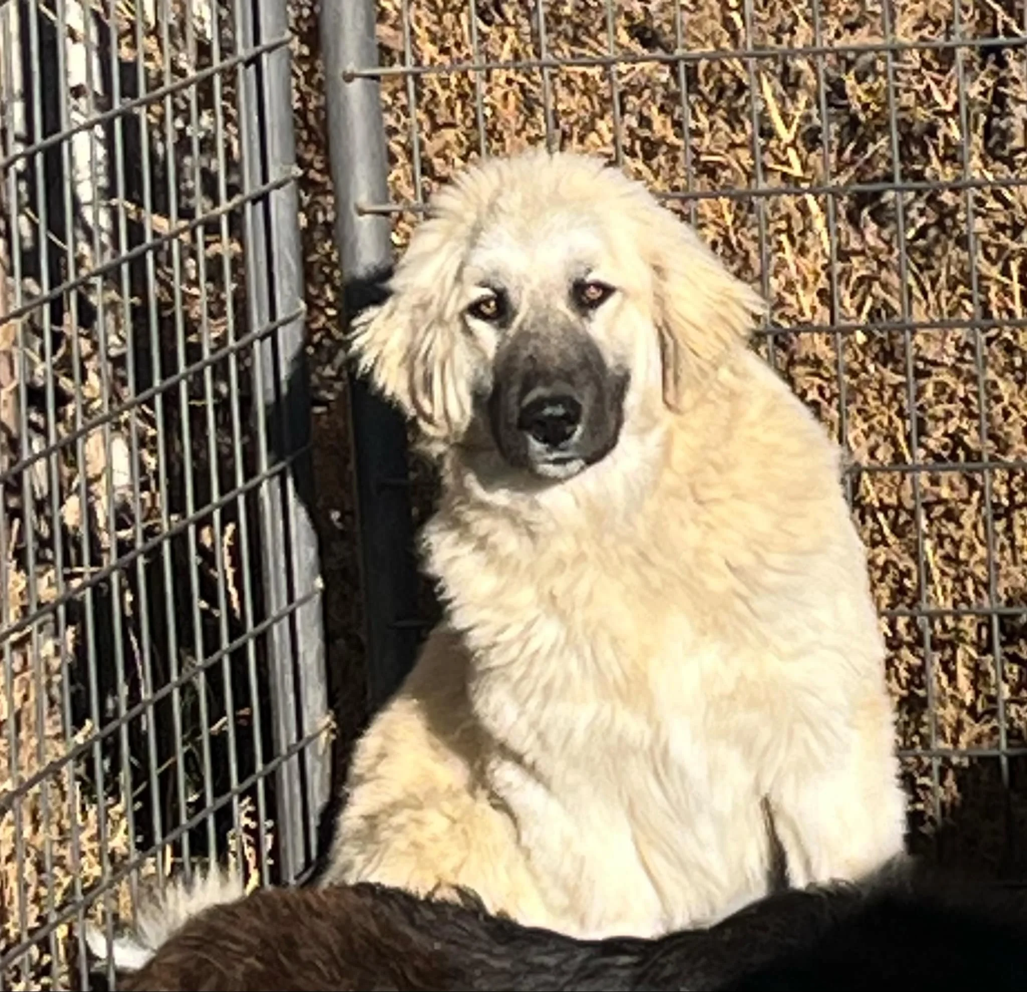 Available Pups — Colorado Mountain Dogs