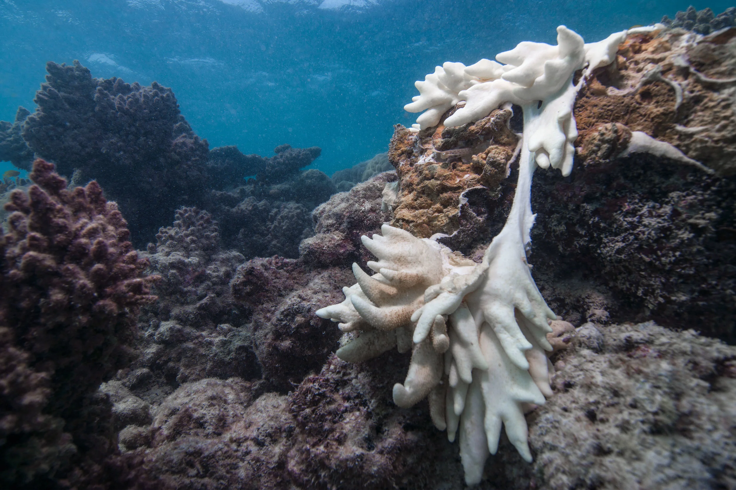 lizard island, australia, may 2016 Credit: The Ocean agency / xl catlin seaview survey