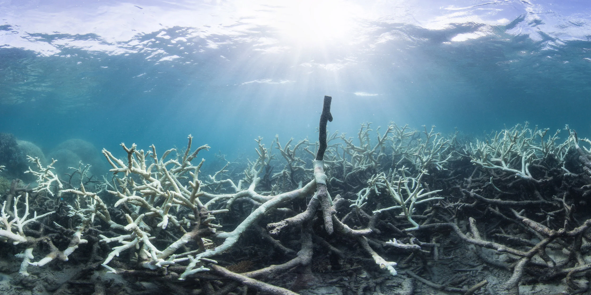 LIZARD island, AUSTRALIA, mar 2016 credit: the ocean agency / xl catlin seaview survey