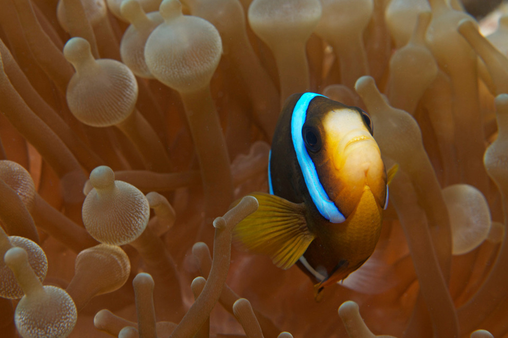healthy Anemone with Clownfish credit: JAYNE JENKINS / coral reef image bank