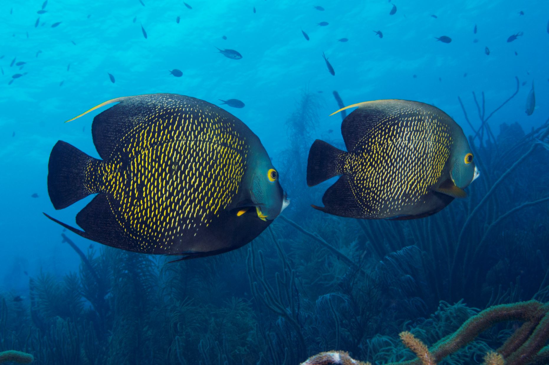 french angelfish CREDIT: THE OCEAN AGENCY / coral reef image bank