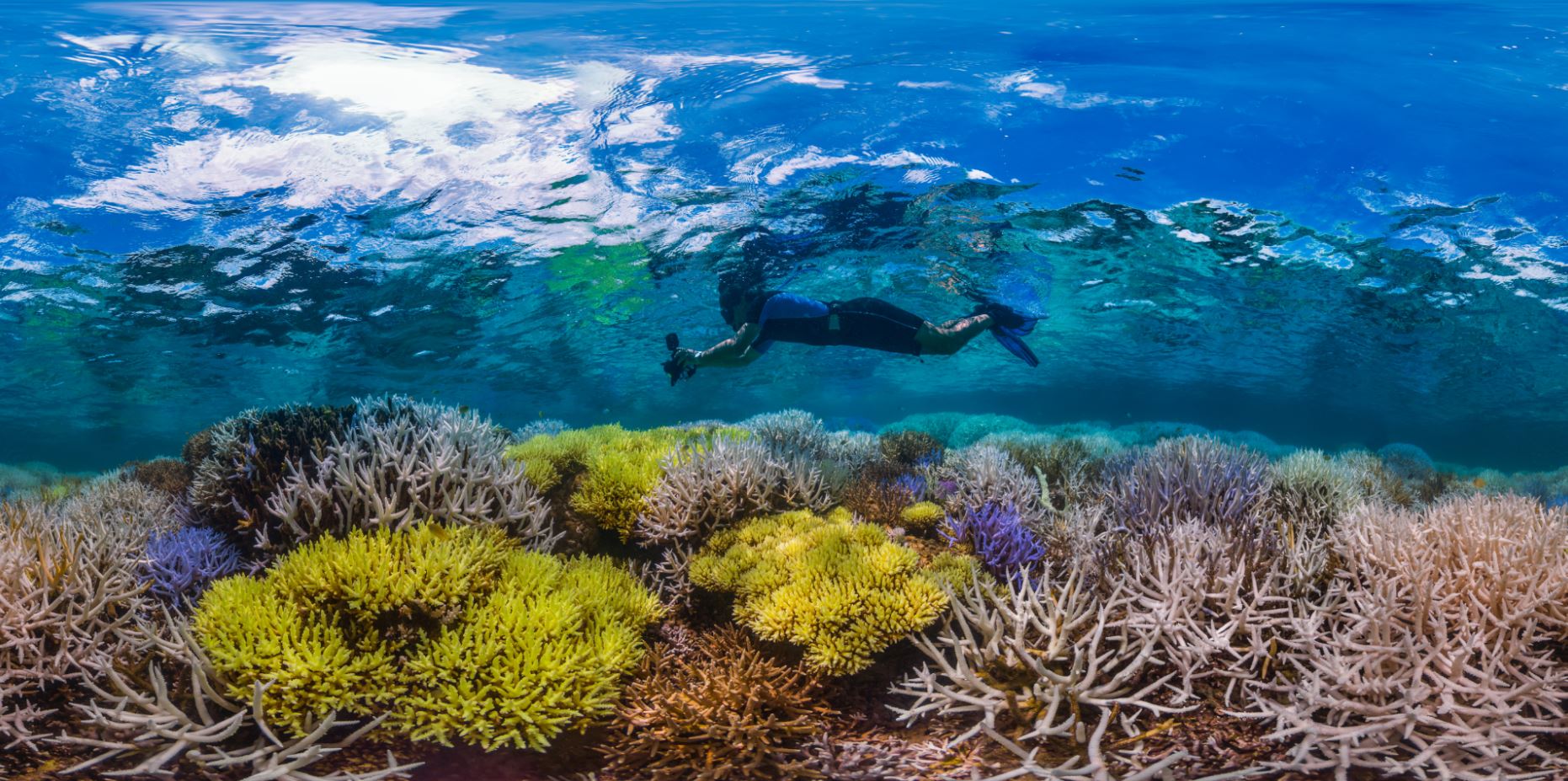 new caledonia, MARCH 2016 credit: the ocean agency / xl catlin seaview survey