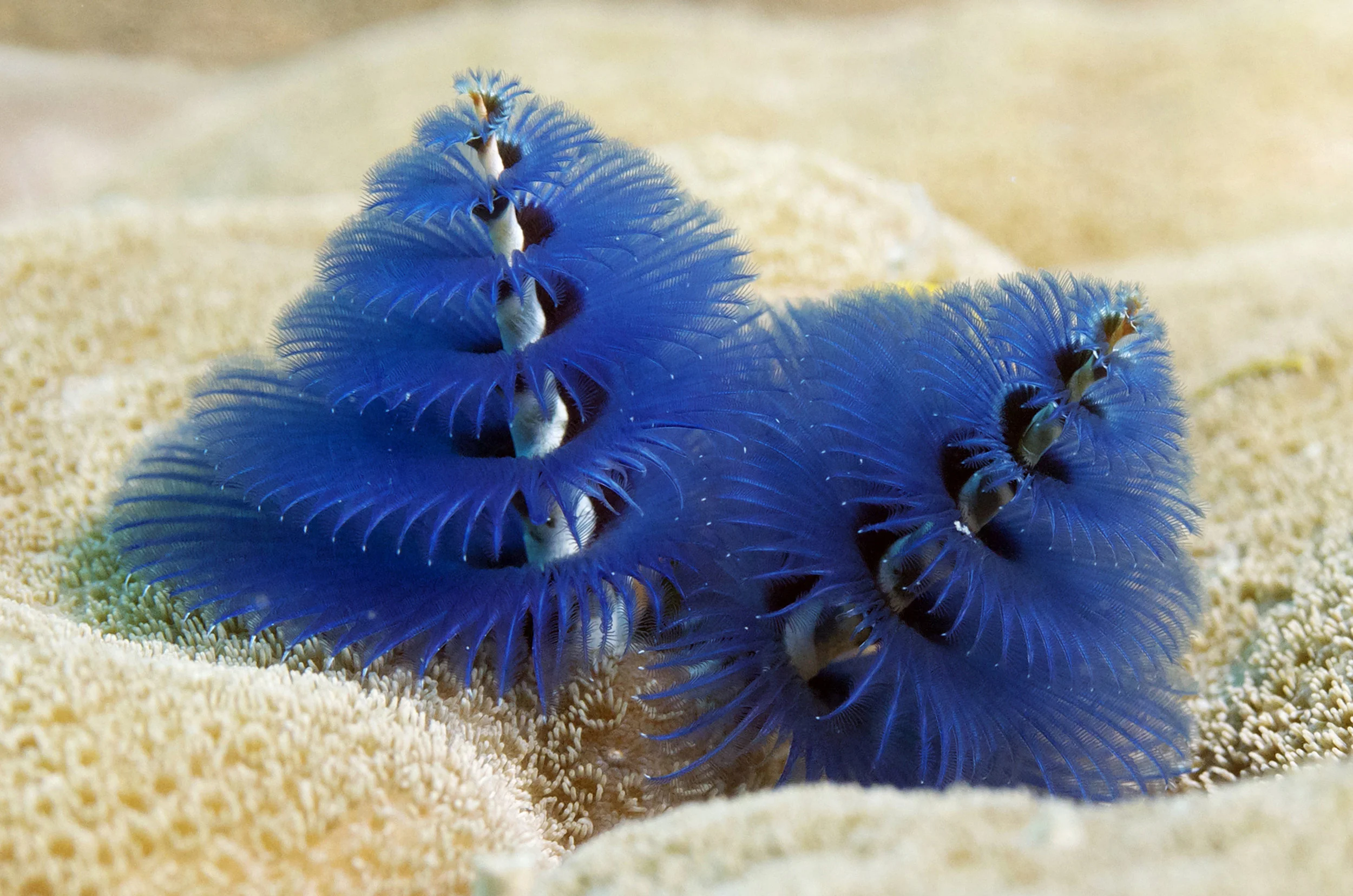 CHRISTMAS TREE WORMS credit: THE OCEAN AGENCY / coral reef image bank