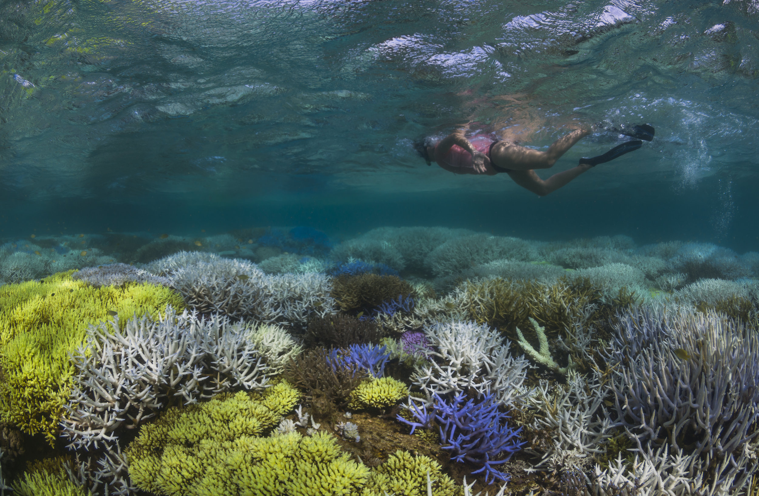 new caledonia, MARCH 2016 credit: the ocean agency / xl catlin seaview survey