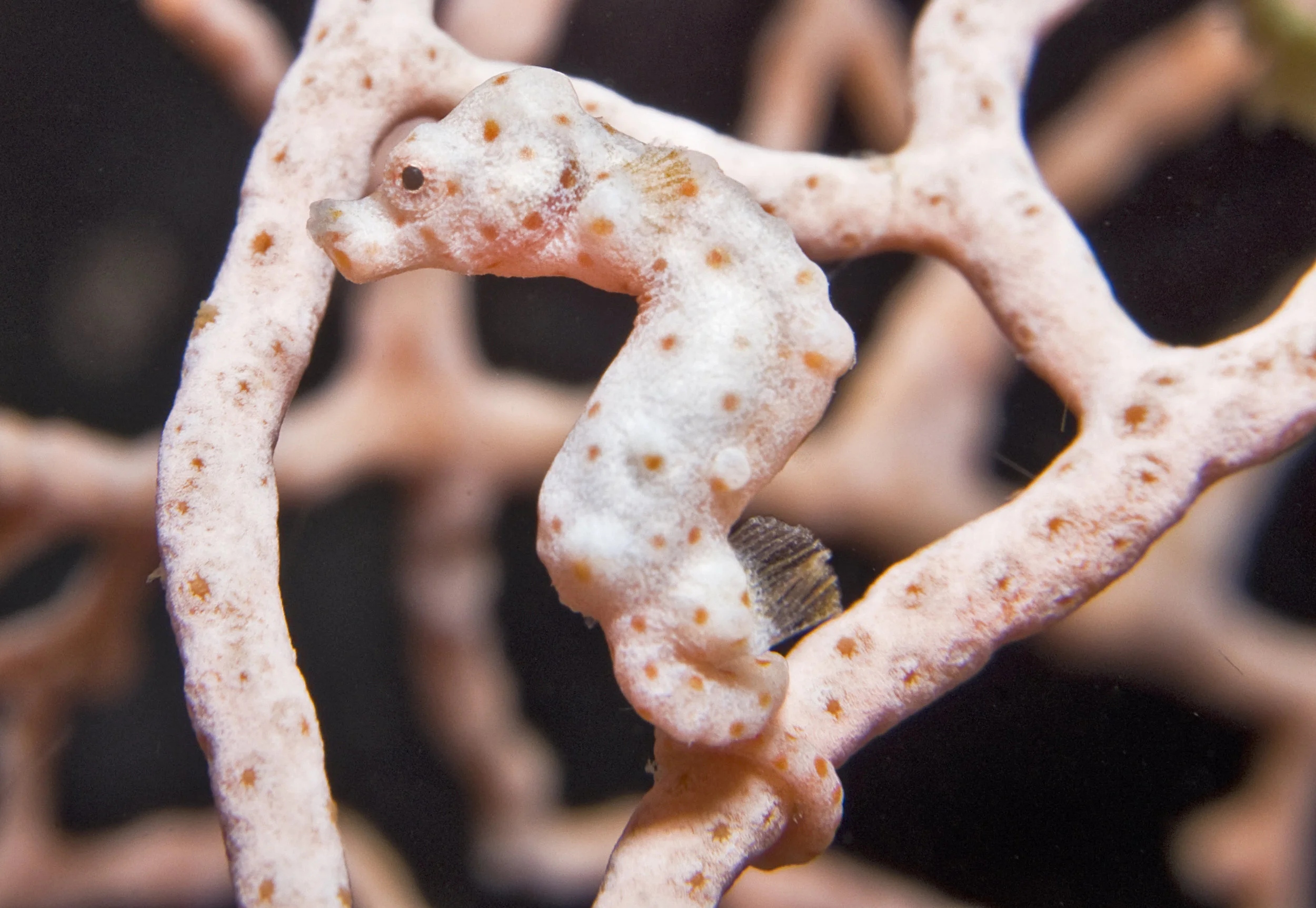 PIGMY SEAHORSE credit: JAYNE JENKINS / coral reef image bank