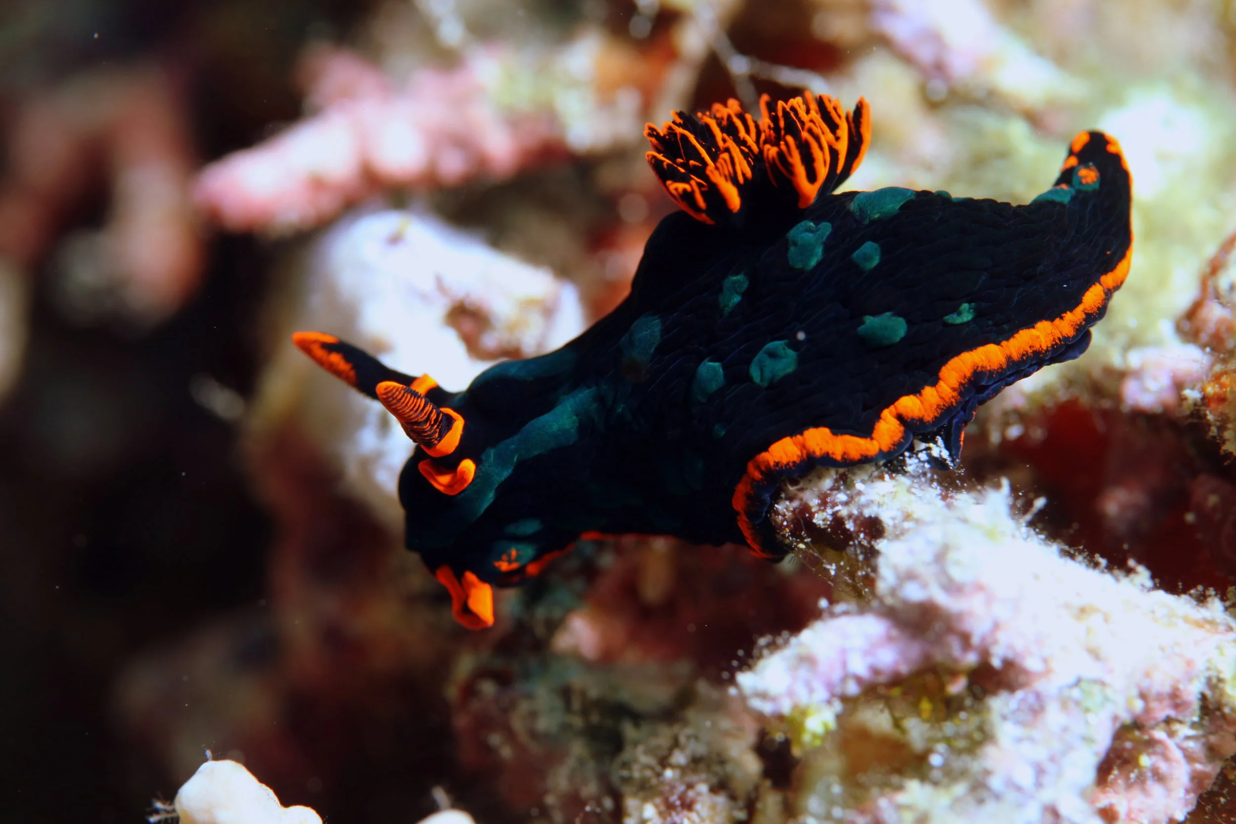 NUDIBRANCH credit: JAYNE JENKINS / coral reef image bank