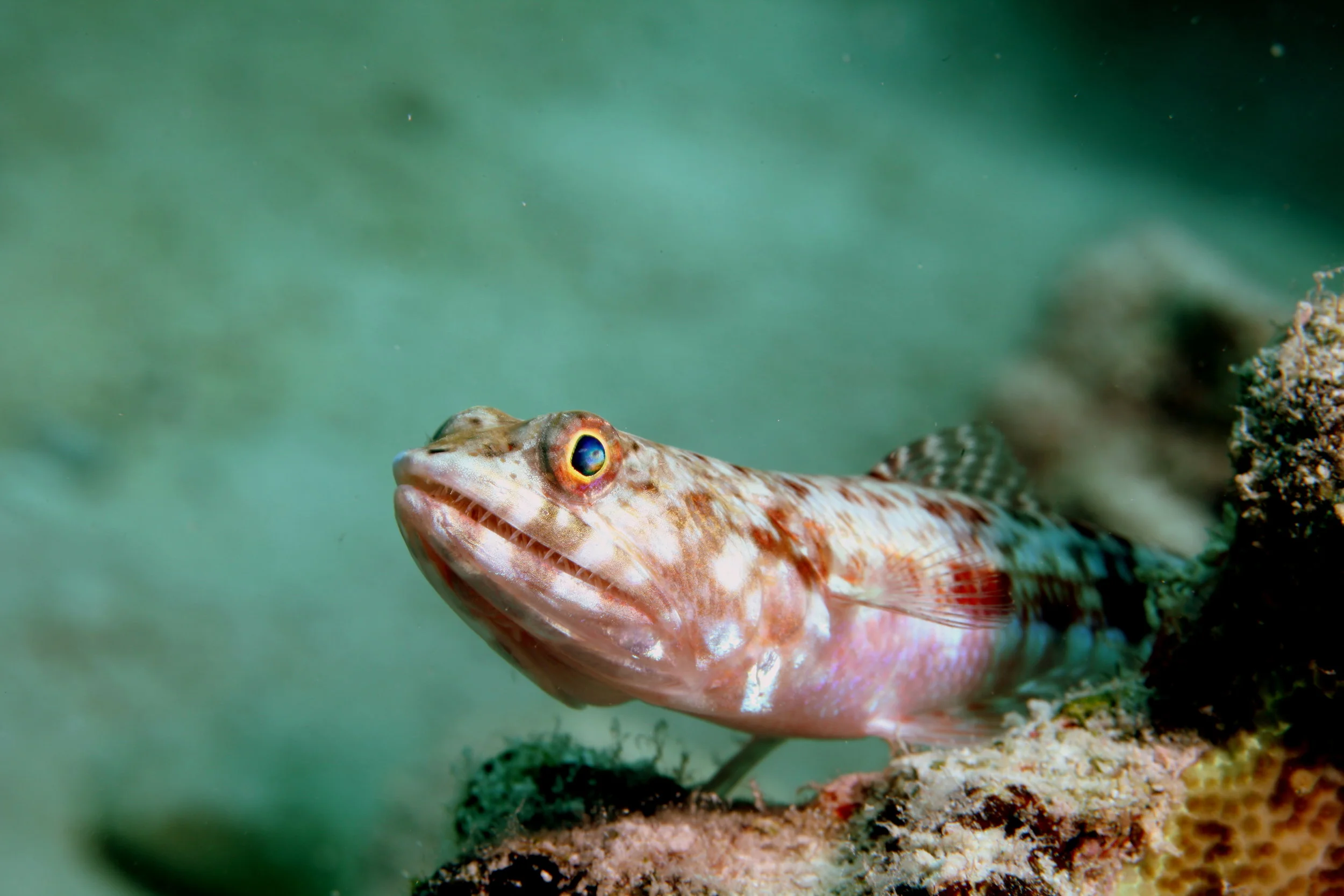 Reef Lizardfish cREDIT: the ocean agency / coral reef image bank