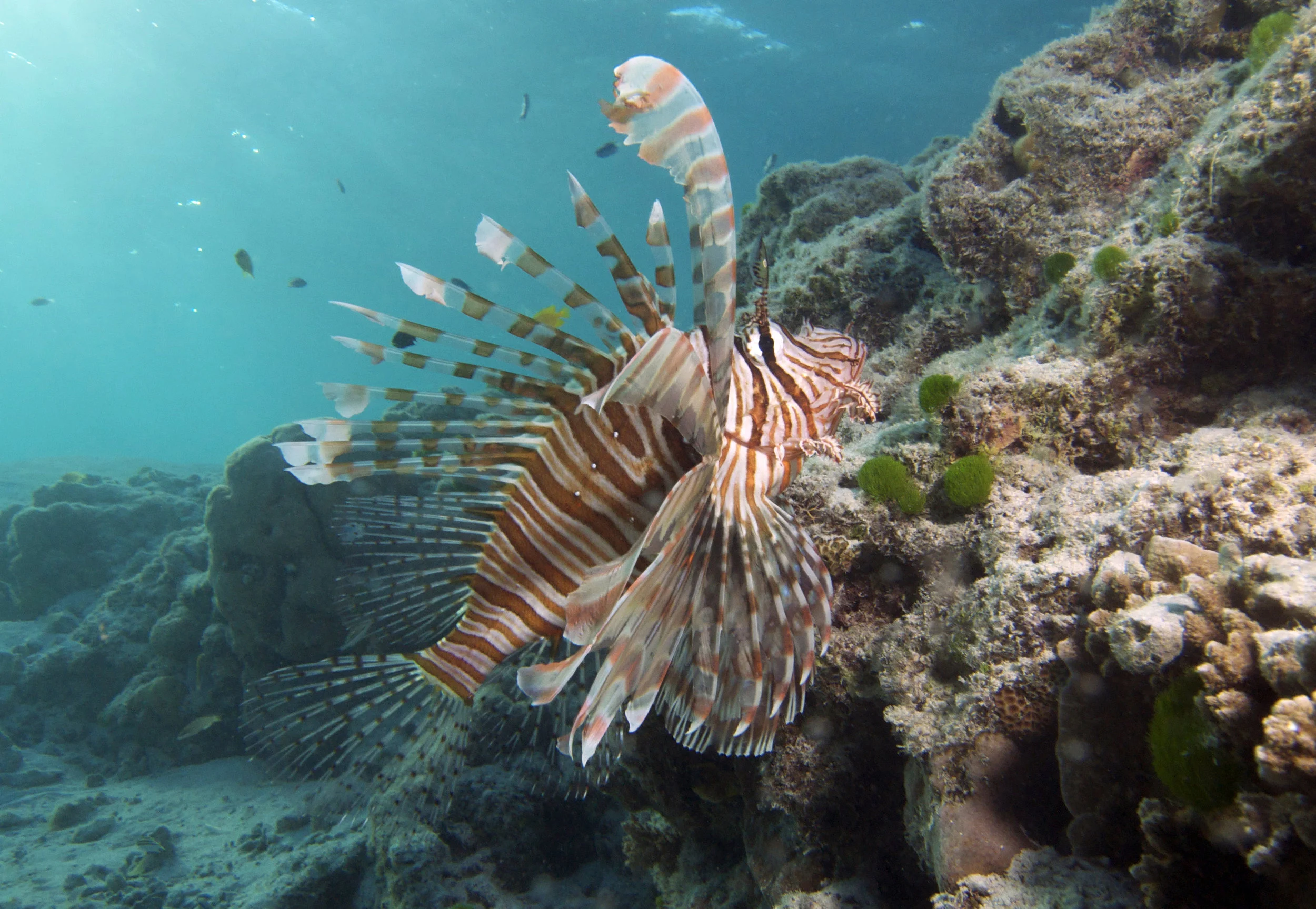 lion fish CREDIT: the ocean agency / coral reef image bank