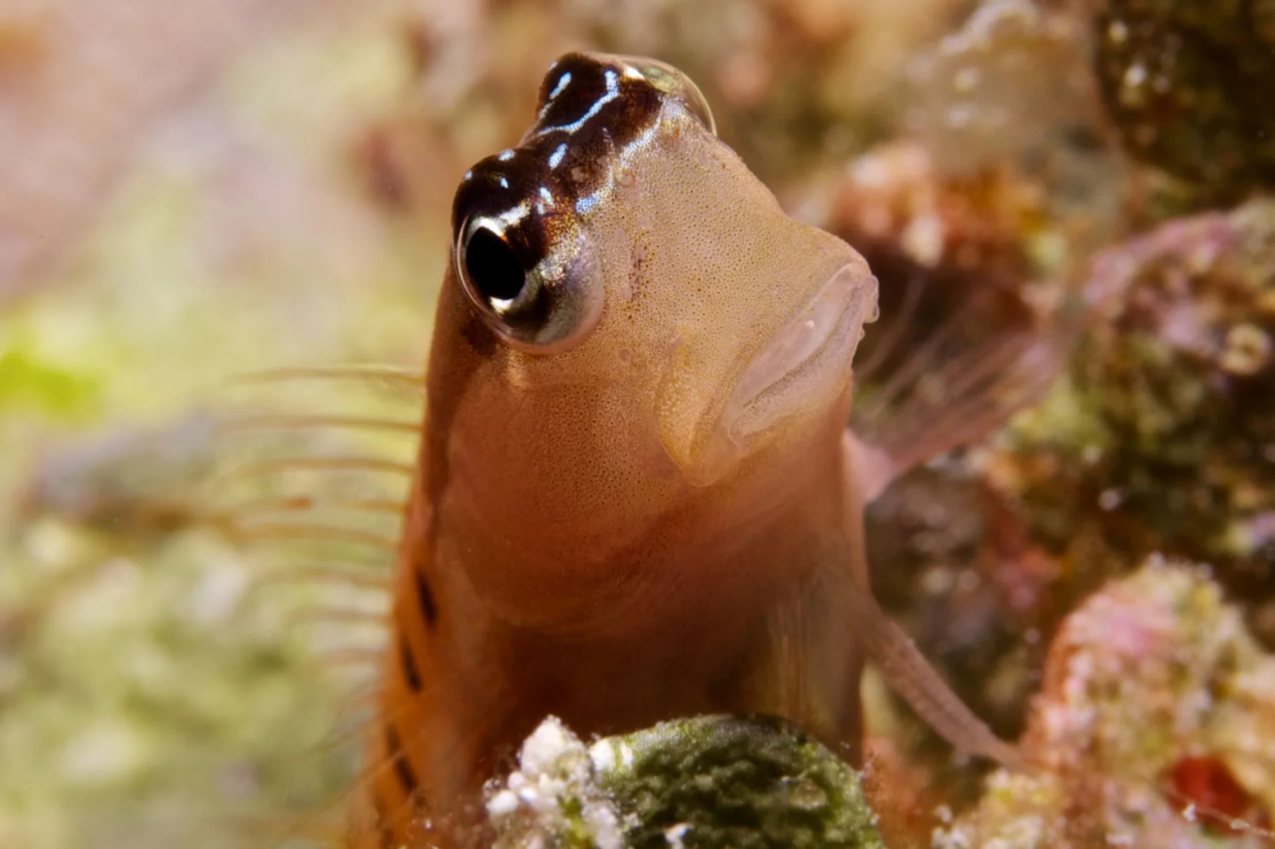 Blenny CREDIT: the ocean agency / coral reef image bank