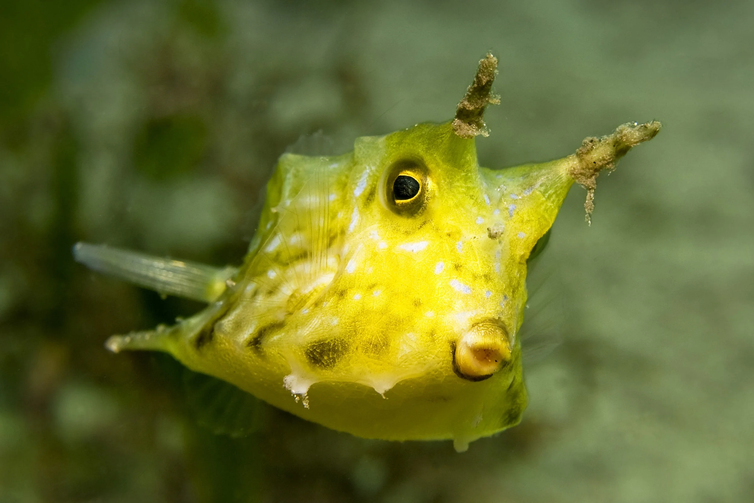 cow fish CREDIT: the ocean agency / coral reef image bank