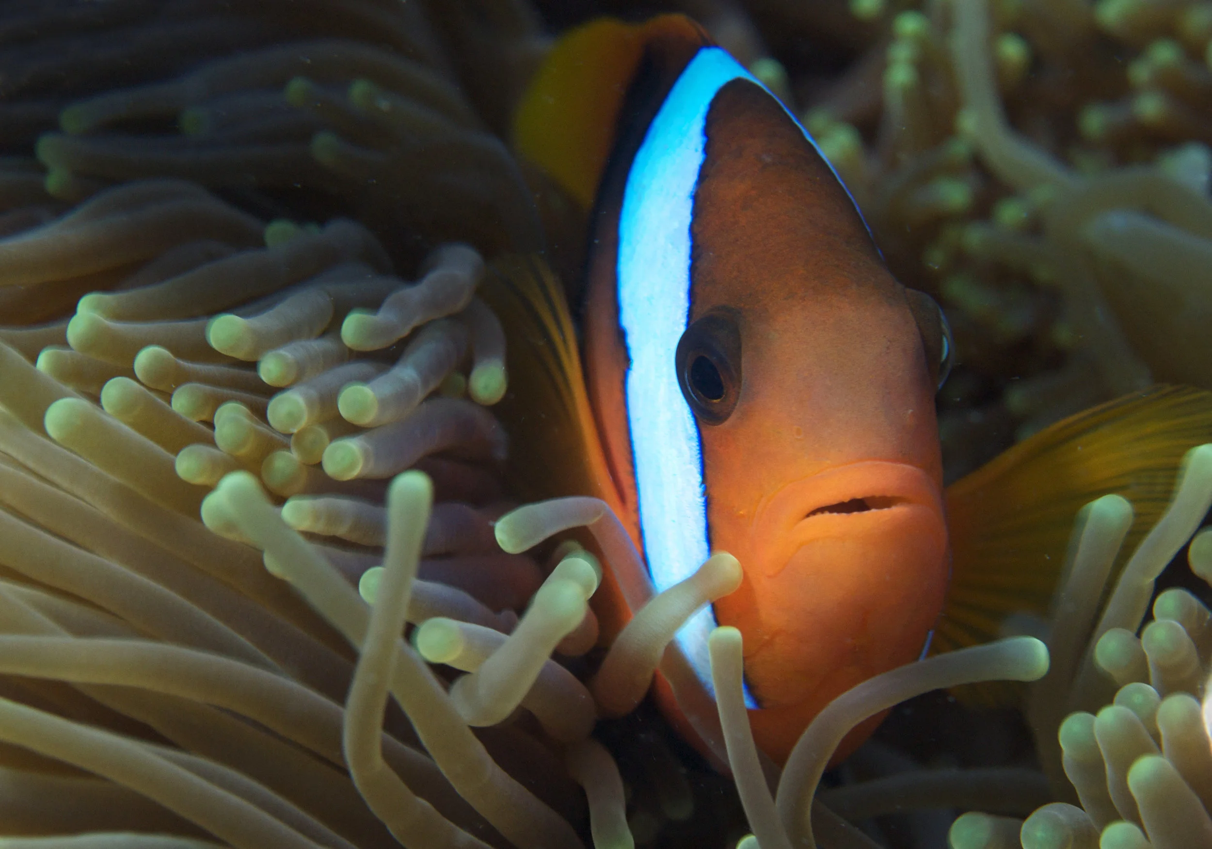 clownfish in anemone CREDIT: THE OCEAN AGENCY / coral reef image bank