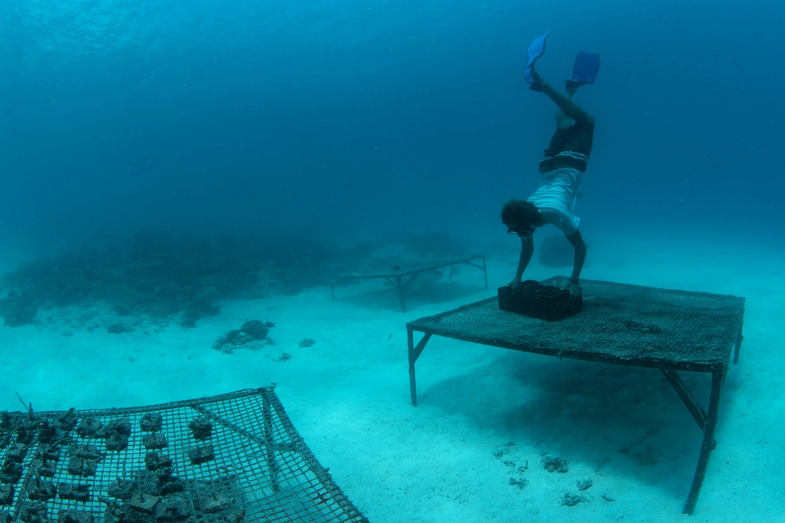 coral nursery in the seychelles CREDIT: THE OCEAN AGENCY / coral reef image bank