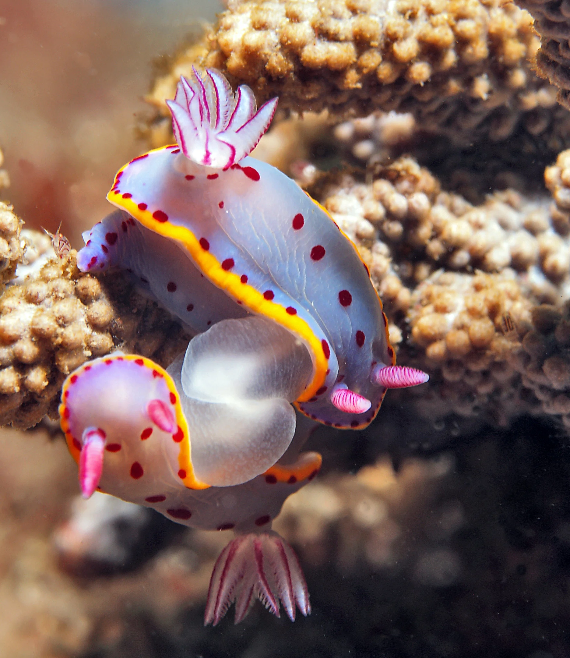 MAting nudibranchs credit: JAYNE JENKINS / coral reef image bank