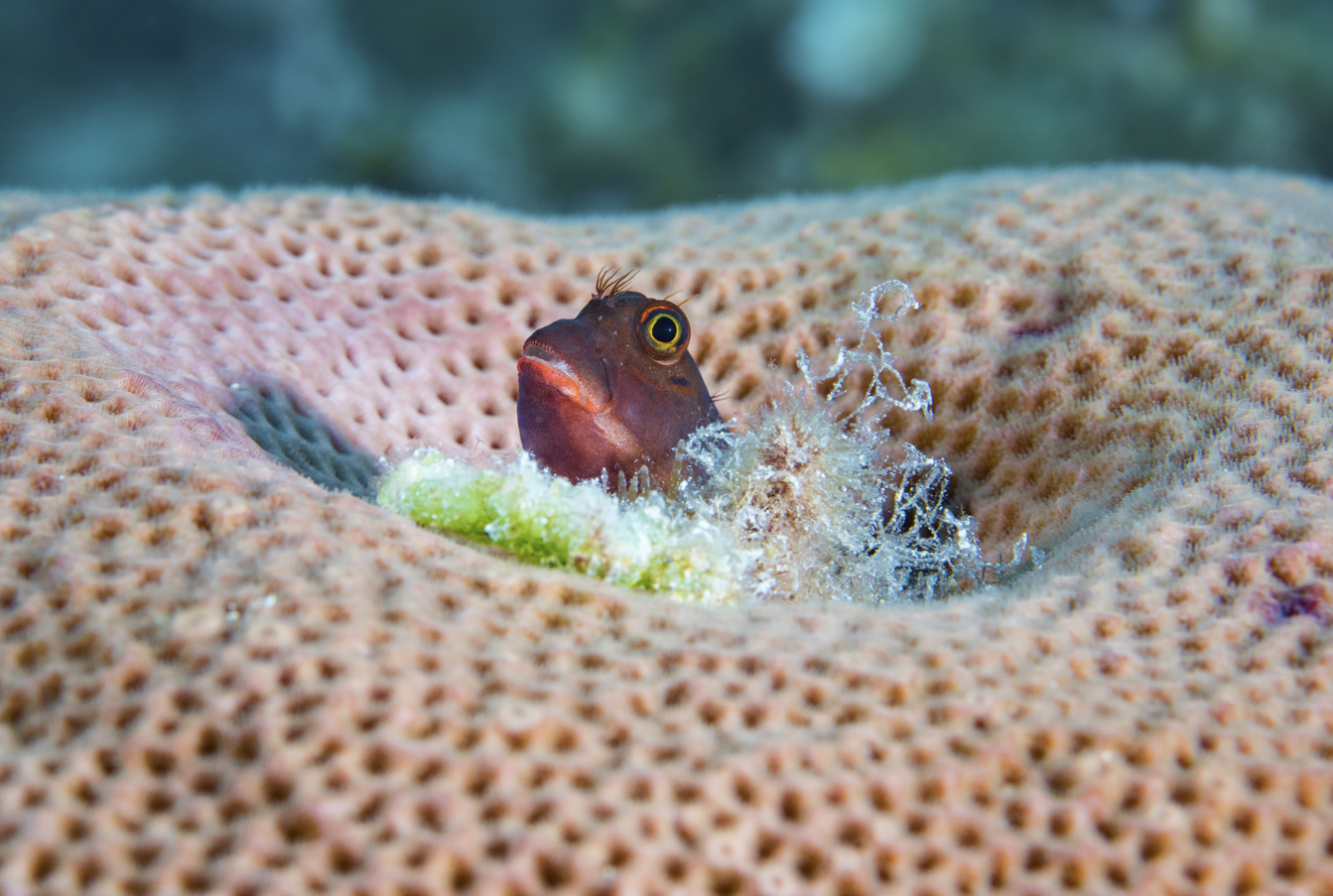 red lipped blenny, CUBA CREDIT: CRISTINA mittermeier / coral reef image bank
